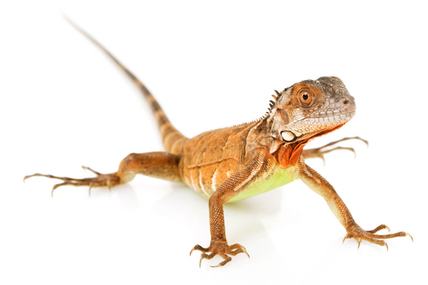 Red Iguana For Sale, Red Iguana For Sale Near Me, Red Iguana For Sale Europe, Red Iguana For Sale Canada, Red Iguana For Sale Uk, Baby Red Iguana For Sale